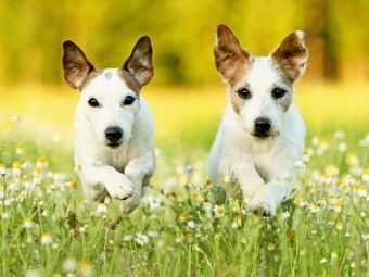 Produktbild: CALVENDO Puzzle Parson Russell Terrier 1000 Teile Puzzle quer | 1000 Teile Lege-Gr&ouml;&szlig;e 64 &times; 48 cm Foto-Puzzle f&uuml;r gl&uuml;ckliche Stunden