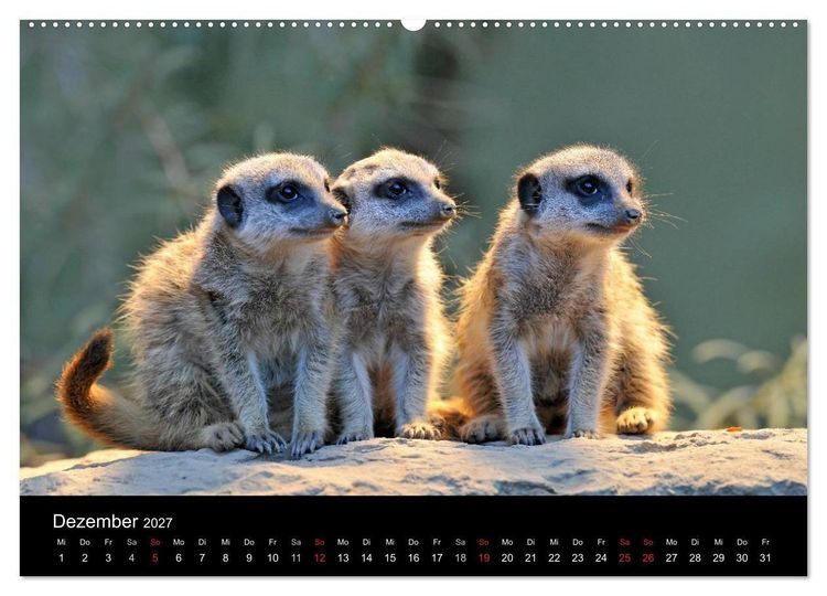 Produktbild: Erdm&auml;nnchen - Tierkinder (Wandkalender 2027 DIN A2 quer), CALVENDO Monatskalender