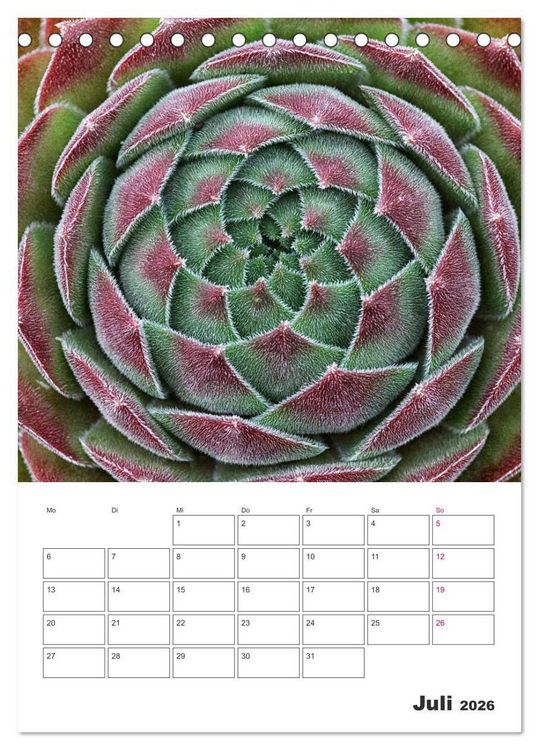 Produktbild: Ich liebe Sempervivum (Tischkalender 2026 DIN A5 hoch), CALVENDO Monatskalender
