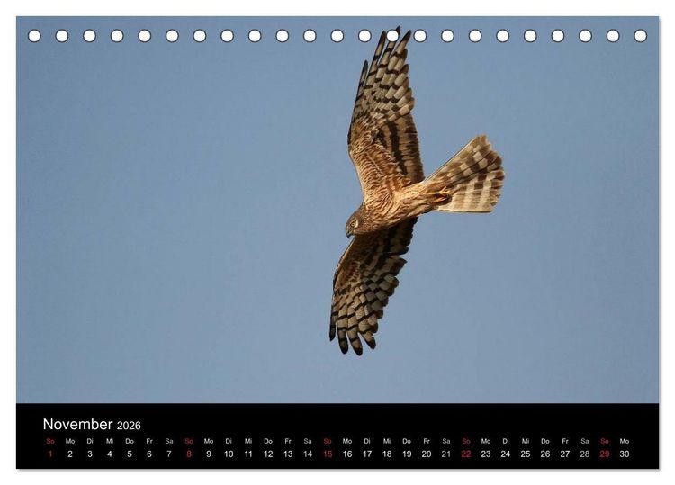 Produktbild: Wiesenweihen in Deutschland (Tischkalender 2026 DIN A5 quer), CALVENDO Monatskalender