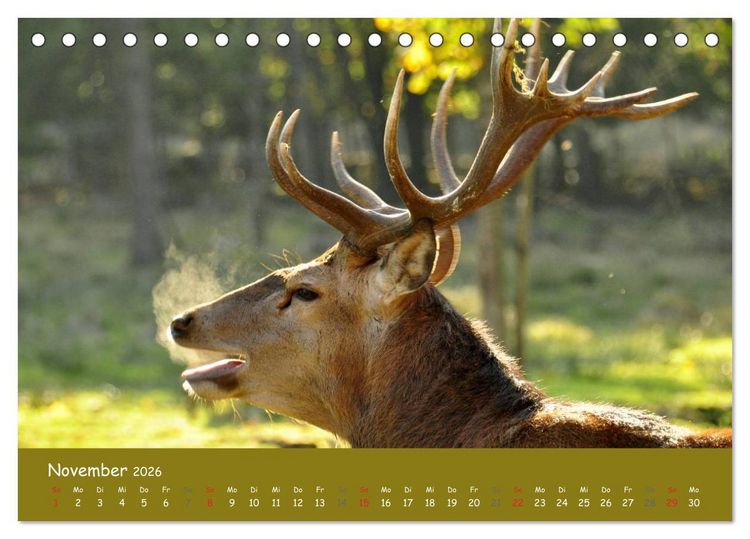 Produktbild: Begegnungen. DER HIRSCH (Tischkalender 2026 DIN A5 quer), CALVENDO Monatskalender