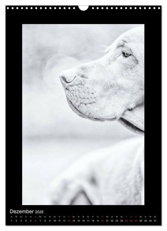 Produktbild: Vizsla-Liebe (Wandkalender 2026 DIN A3 hoch), CALVENDO Monatskalender