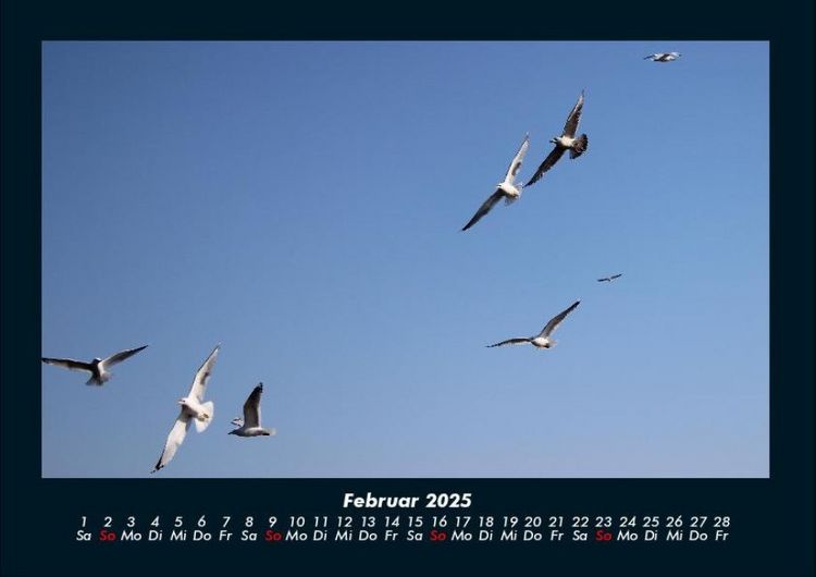 Produktbild: M&ouml;wen 2025 Fotokalender DIN A4
