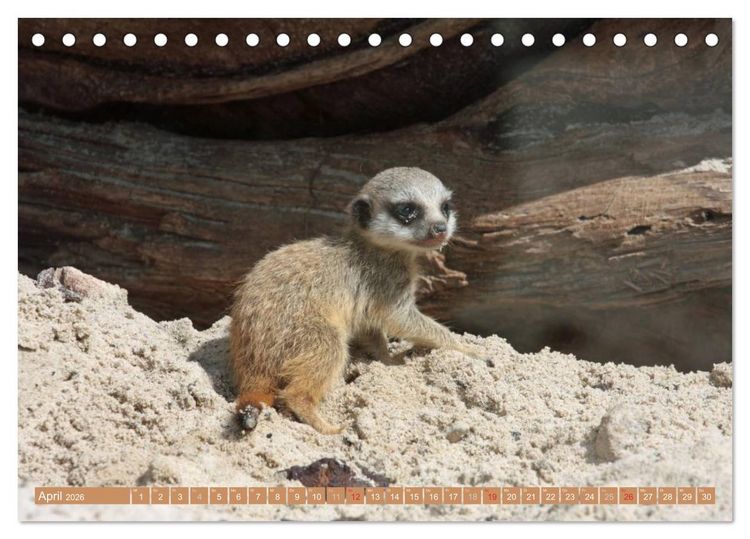 Produktbild: Erdm&auml;nnchen Familienbande (Tischkalender 2026 DIN A5 quer), CALVENDO Monatskalender