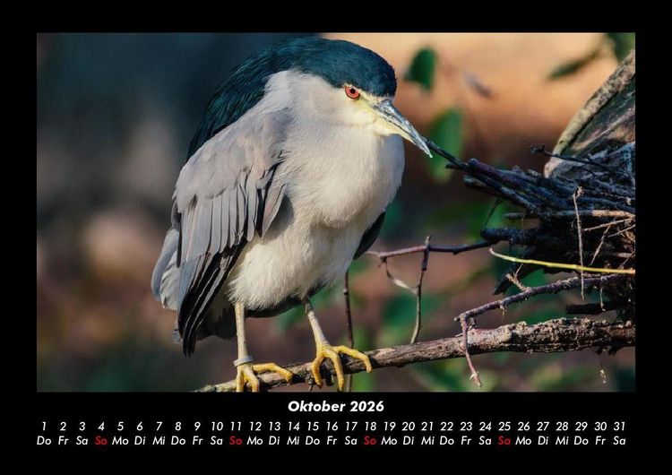 Produktbild: Der Tierkalender 2026 Fotokalender DIN A3