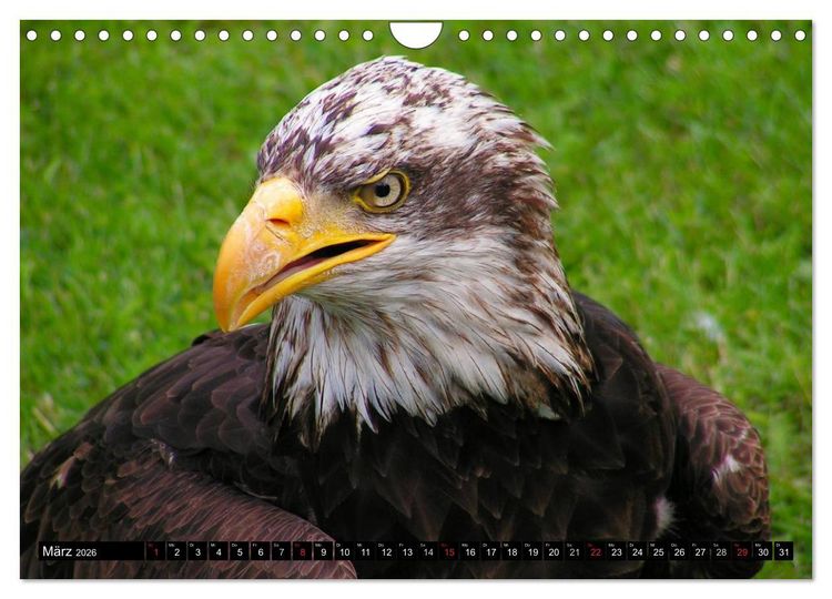 Produktbild: Wei&szlig;kopfseeadler. Symbol der Freiheit (Wandkalender 2026 DIN A4 quer), CALVENDO Monatskalender