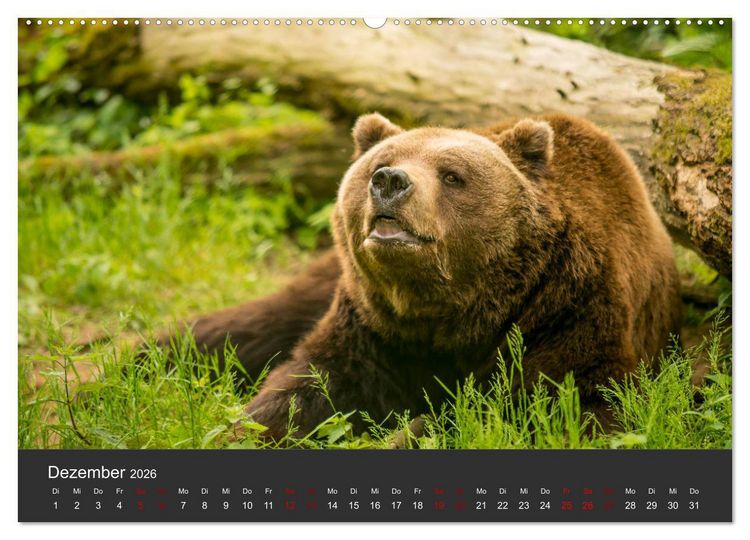 Produktbild: Die grossen B&auml;rentatzen (Wandkalender 2026 DIN A2 quer), CALVENDO Monatskalender