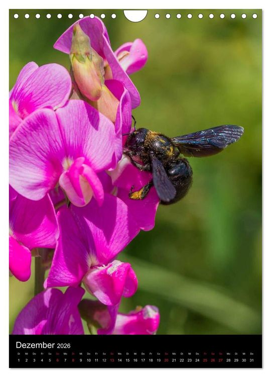 Produktbild: Bienen (Wandkalender 2026 DIN A4 hoch), CALVENDO Monatskalender