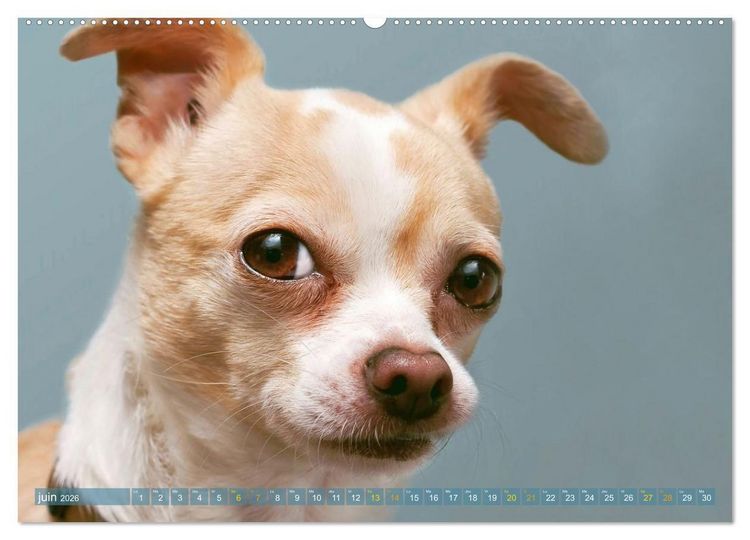 Produktbild: Chihuahua : petit, mais costaud (Calendrier mural 2026 DIN A2 vertical) calendrier de bureau
