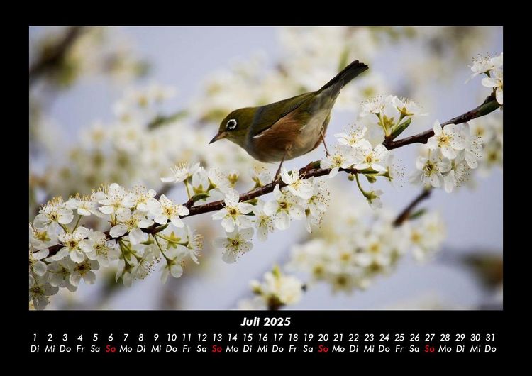 Produktbild: Vogelparadies 2025 Fotokalender DIN A3