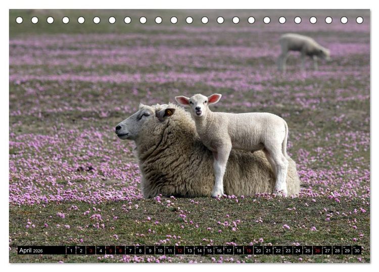 Produktbild: Sylt ist Meer (Tischkalender 2026 DIN A5 quer), CALVENDO Monatskalender