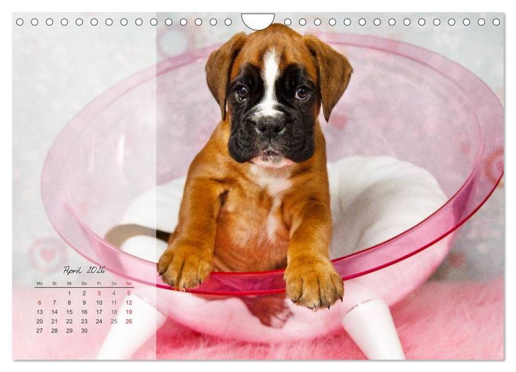 Produktbild: Deutscher Boxer 2026 (Wandkalender 2026 DIN A4 quer), CALVENDO Monatskalender