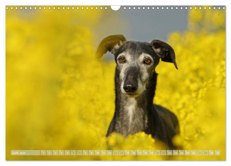 Produktbild: Zauberhafte Windhunde (Wandkalender 2026 DIN A3 quer), CALVENDO Monatskalender