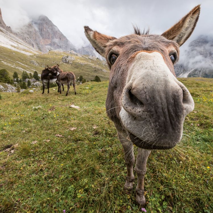 Produktbild: Esel / Donkeys 2027