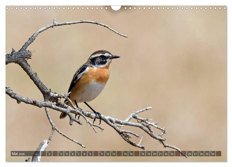 Produktbild: Heimische Singv&ouml;gel in Feld und Flur (Wandkalender 2026 DIN A3 quer), CALVENDO Monatskalender