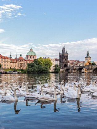 Produktbild: CALVENDO Puzzle Moldau mit Schw&auml;nen | 1000 Teile Lege-Gr&ouml;&szlig;e 64x48cm Foto-Puzzle f&uuml;r gl&uuml;ckliche Stunden