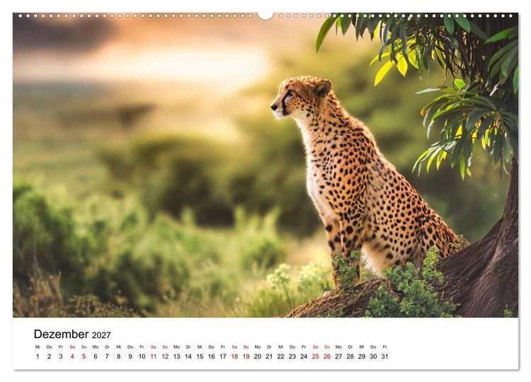 Produktbild: Eleganz und Instinkt - die beeindruckende Welt der Geparden (hochwertiger Premium Wandkalender 2027 DIN A2 quer), Kunstdruck in Hochglanz