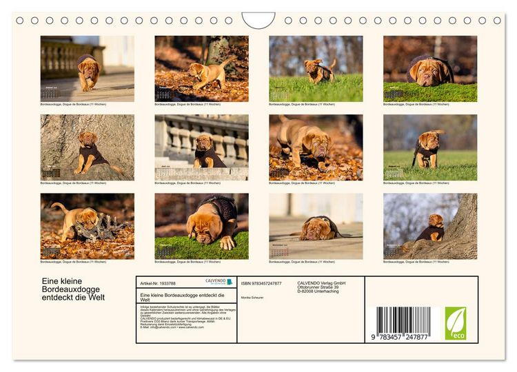 Produktbild: Eine kleine Bordeauxdogge entdeckt die Welt (Wandkalender 2026 DIN A4 quer), CALVENDO Monatskalender
