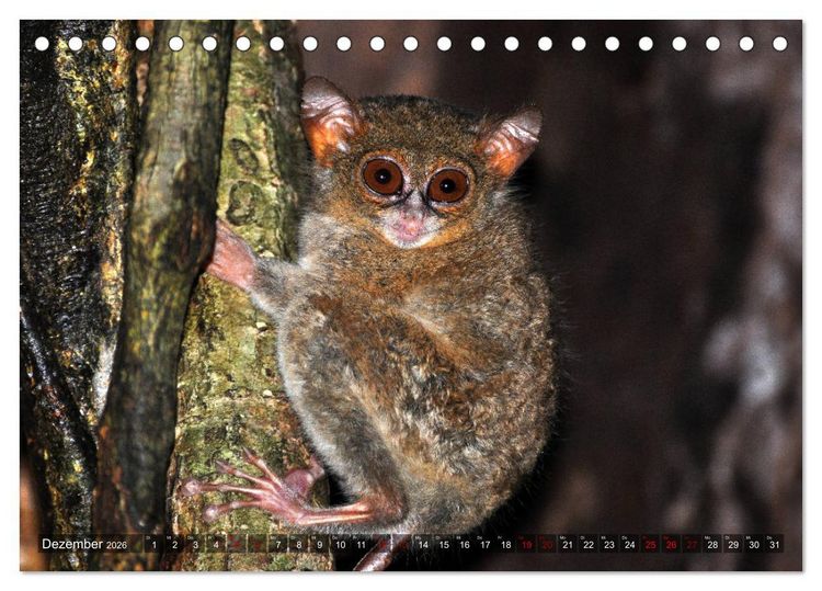 Produktbild: Planet der seltenen Affen (Tischkalender 2026 DIN A5 quer), CALVENDO Monatskalender
