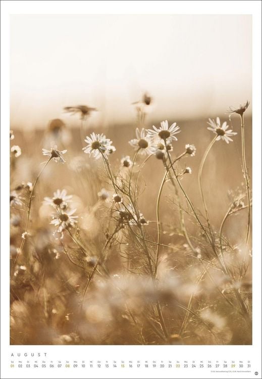 Produktbild: Mareike B&ouml;hmer: pure & simple Kalender 2027