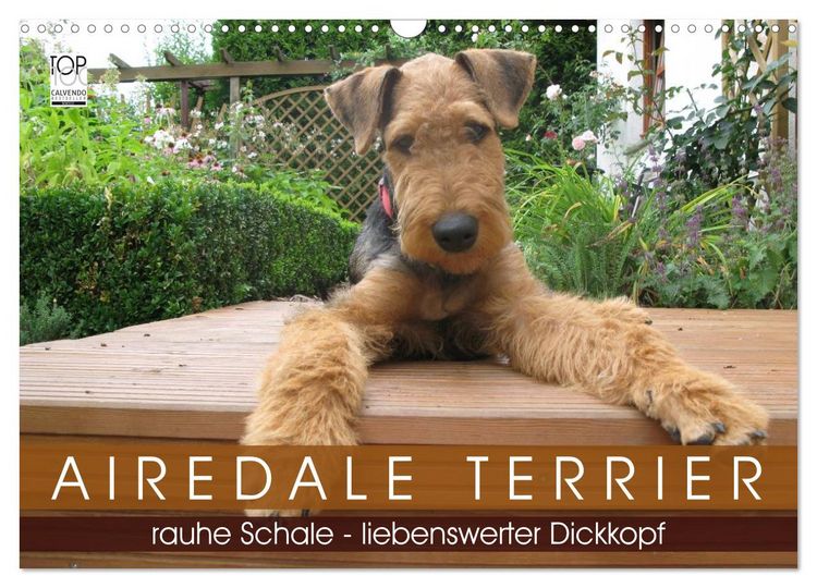 Produktbild: Airedale Terrier (Wandkalender 2026 DIN A3 quer), CALVENDO Monatskalender