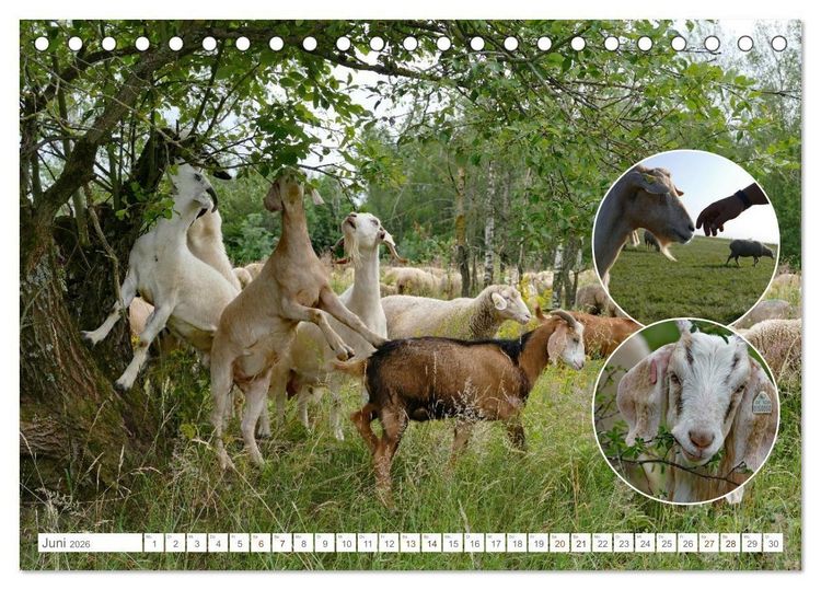 Produktbild: Weidetiere - Landschaftsgestalter seit Jahrhunderten (Tischkalender 2026 DIN A5 quer), CALVENDO Monatskalender