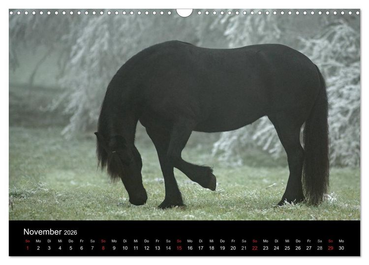 Produktbild: Friesen - Sch&ouml;nheit, Kraft und Eleganz (Wandkalender 2026 DIN A3 quer), CALVENDO Monatskalender