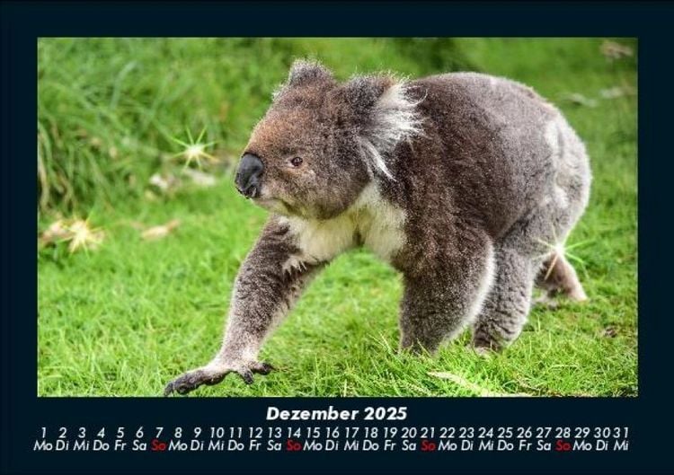 Produktbild: Koala 2025 Fotokalender DIN A5