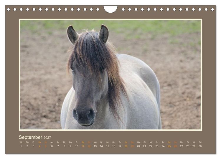 Produktbild: Die letzten Wilden - freilebende Pferde in D&uuml;lmen (Wandkalender 2027 DIN A4 quer), CALVENDO Monatskalender
