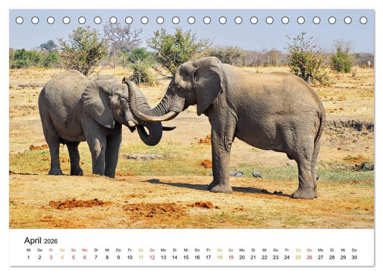 Produktbild: Elefanten Impressionen (Tischkalender 2026 DIN A5 quer), CALVENDO Monatskalender