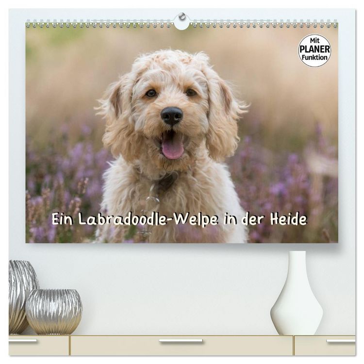 Produktbild: Ein Labradoodle-Welpe in der Heide (hochwertiger Premium Wandkalender 2026 DIN A2 quer), Kunstdruck in Hochglanz