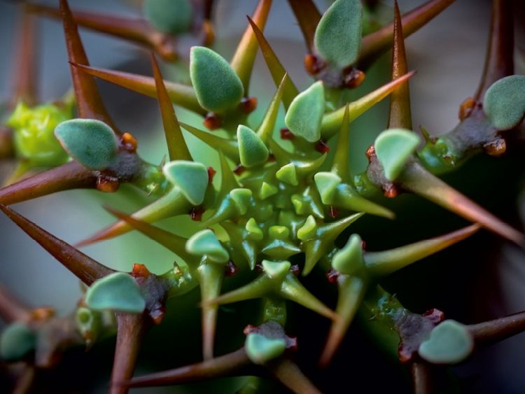 Produktbild: CALVENDO Puzzle Euphorbia avasmontana | 1000 Teile Lege-Gr&ouml;&szlig;e 64x48cm Foto-Puzzle f&uuml;r gl&uuml;ckliche Stunden