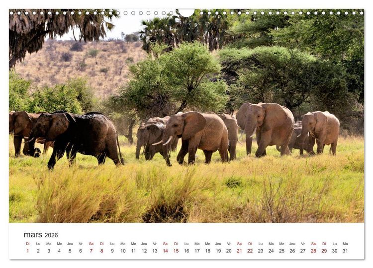 Produktbild: &Eacute;l&eacute;phants en Afrique (Calendrier mural 2026 DIN A3 vertical), CALVENDO calendrier mensuel