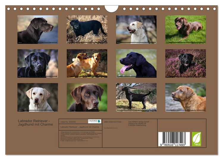 Produktbild: Labrador Retriever - Jagdhund mit Charme (Wandkalender 2026 DIN A4 quer), CALVENDO Monatskalender