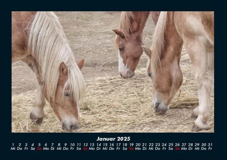 Produktbild: Pferdetraum 2025 Fotokalender DIN A4