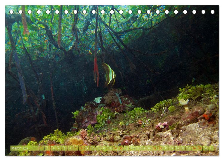 Produktbild: Mangroves - Valuable Habitat (Desk Calendar 2026 DIN A5 landscape), CALVENDO 12 Month DeskCalendar