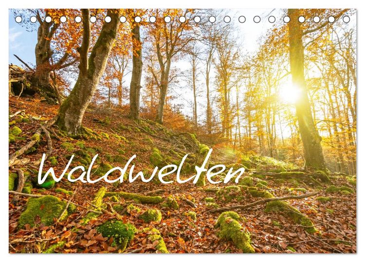 Produktbild: Waldwelten (Tischkalender 2026 DIN A5 quer), CALVENDO Monatskalender