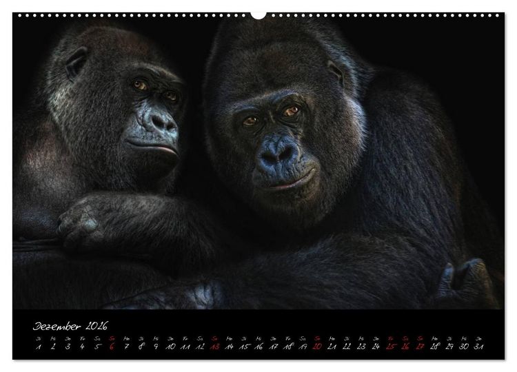 Produktbild: Gorilla (Wandkalender 2026 DIN A2 quer), CALVENDO Monatskalender