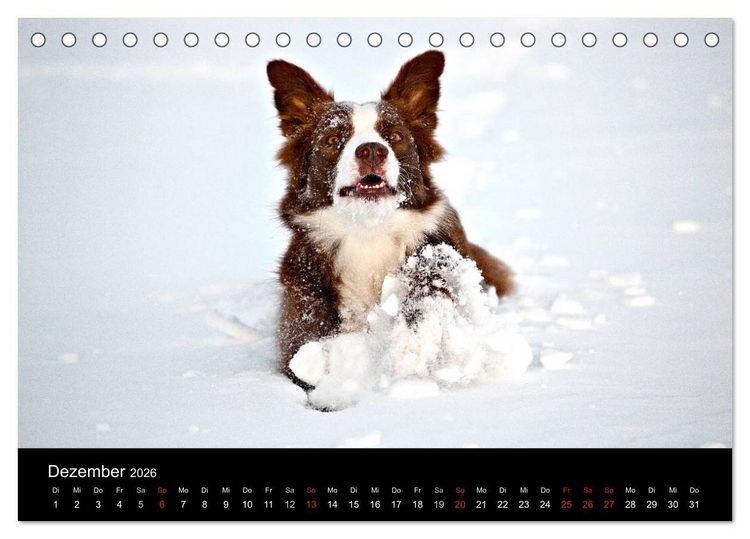 Produktbild: Border Collies (Tischkalender 2026 DIN A5 quer), CALVENDO Monatskalender