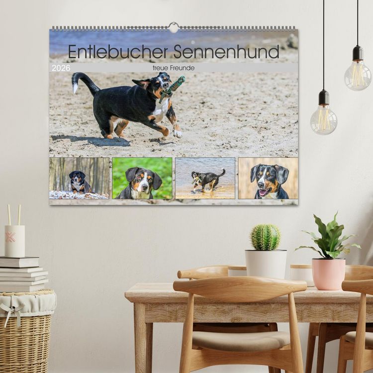 Produktbild: Entlebucher Sennenhund - treue Freunde (Wandkalender 2026 DIN A2 quer), CALVENDO Monatskalender