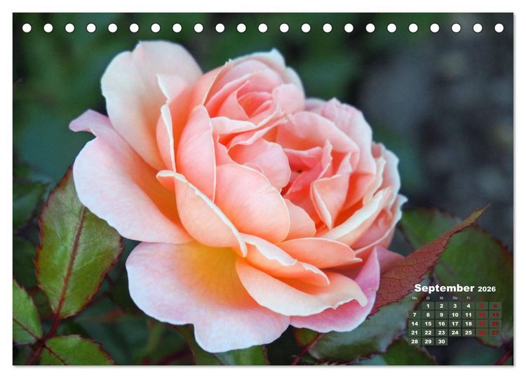 Produktbild: Rosen, die K&ouml;nigin der Blumen (Tischkalender 2026 DIN A5 quer), CALVENDO Monatskalender