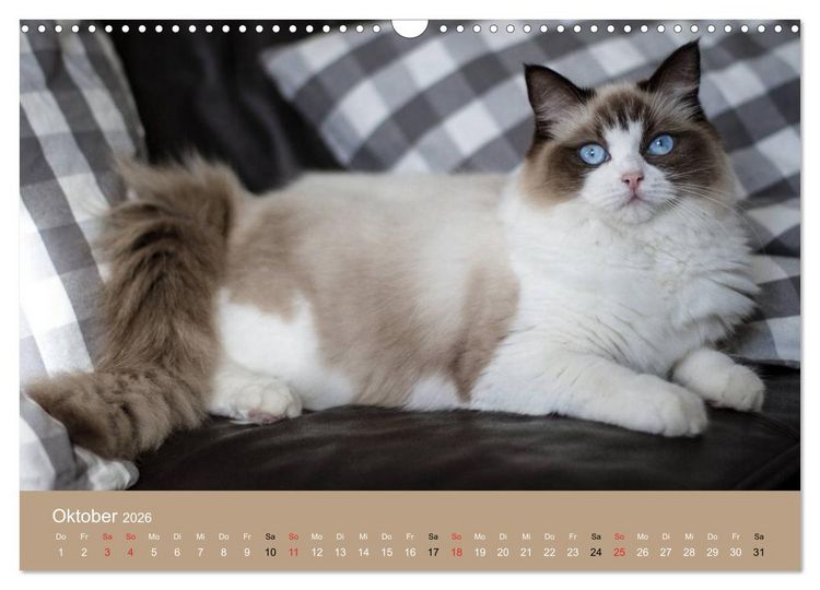 Produktbild: Verliebt in Ragdolls ... die sanfte Katzenrasse (Wandkalender 2026 DIN A3 quer), CALVENDO Monatskalender