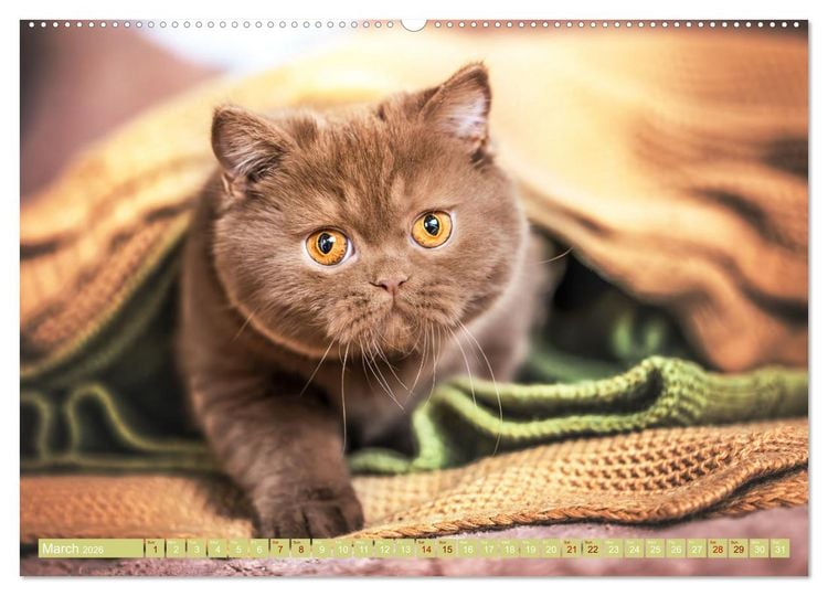 Produktbild: Rare British Shorthair cats (High Quality Premium Wall Calendar 2026 DIN A2 landscape),CALVENDO 12 Month Wall Calendar