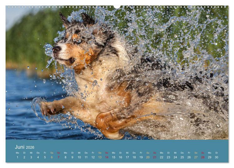 Produktbild: Mit Aussies unterwegs - Die bunte Welt der Australian Shepherds (hochwertiger Premium Wandkalender 2026 DIN A2 quer), Kunstdruck in Hochglanz
