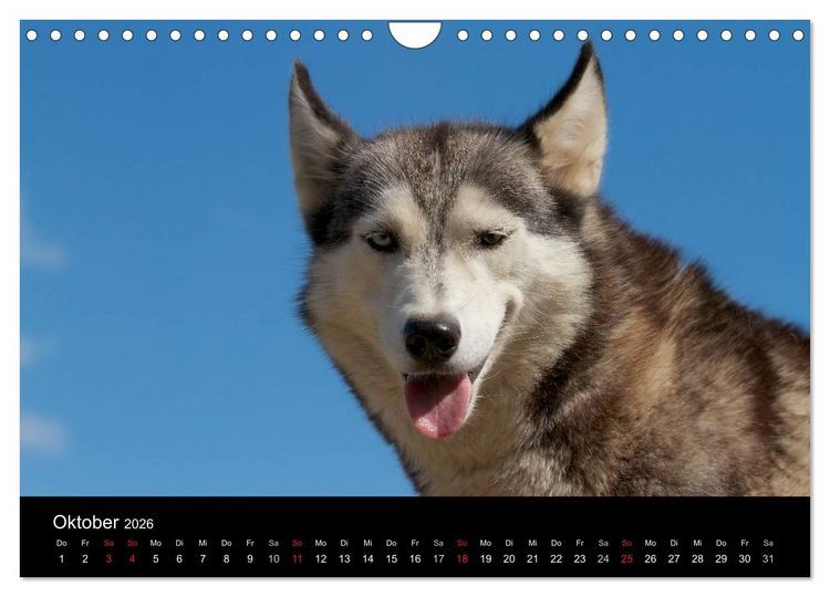Produktbild: Huskys (Wandkalender 2026 DIN A4 quer), CALVENDO Monatskalender