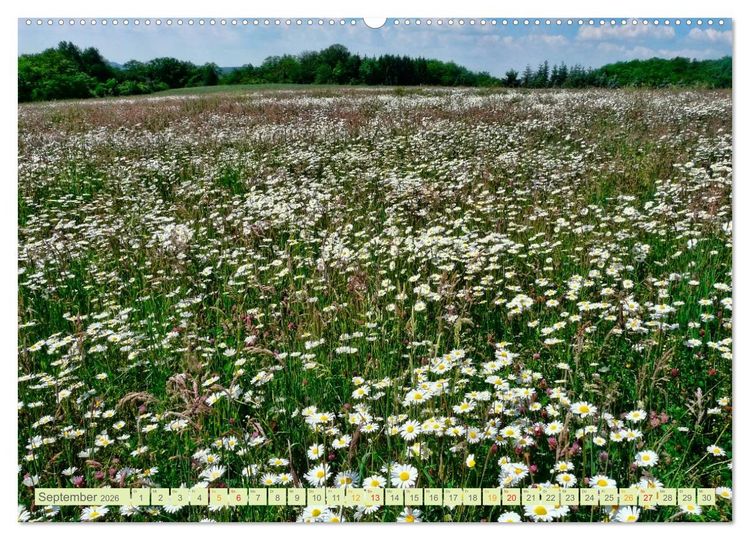 Produktbild: Blumenwiesen &ndash; ein bl&uuml;tenzauberhaftes Jahr (Wandkalender 2026 DIN A2 quer), CALVENDO Monatskalender
