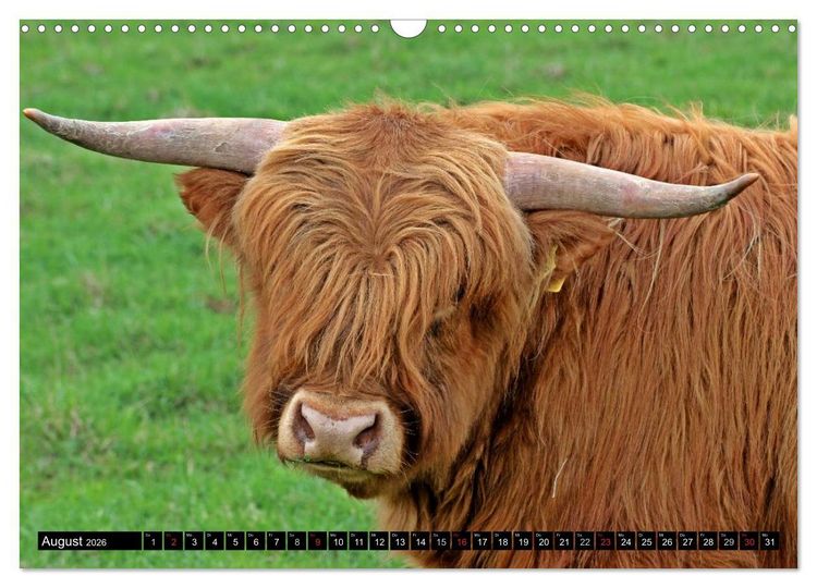 Produktbild: Das Schottische Hochlandrind (Wandkalender 2026 DIN A3 quer), CALVENDO Monatskalender