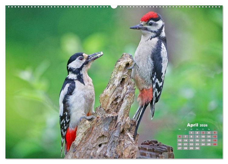 Produktbild: Echte Spechte (hochwertiger Premium Wandkalender 2026 DIN A2 quer), Kunstdruck in Hochglanz