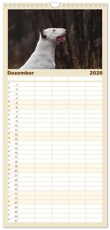Produktbild: Familienplaner 2026 - Bullterrier - charmante Herzensbrecher mit 5 Spalten (Wandkalender, 21 x 45 cm) CALVENDO