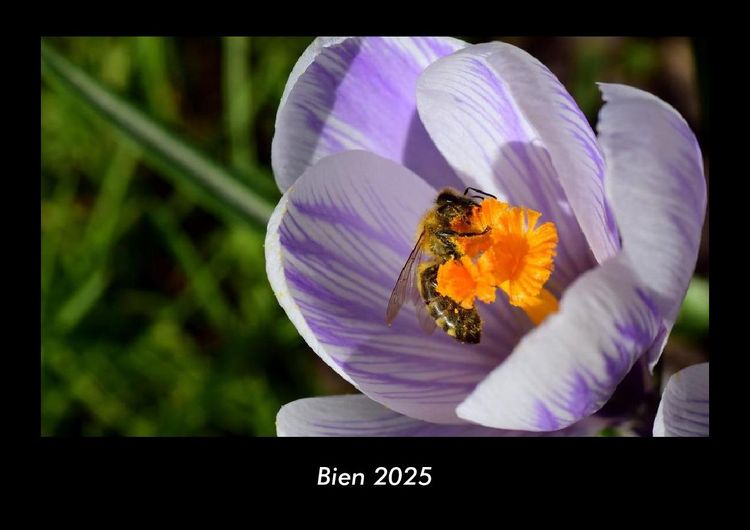 Produktbild: Bien 2025 Fotokalender DIN A3
